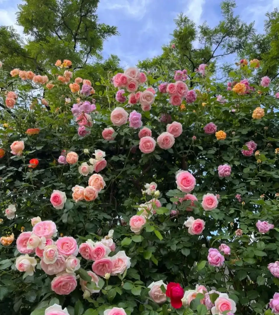 這8種花,開花期長到離譜!養好了,甚至一年四季都能開花!