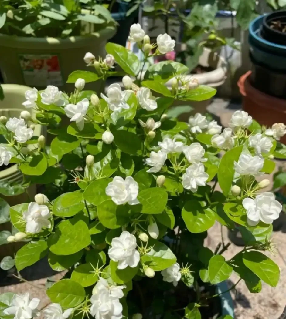 這8種花,開花期長到離譜!養好了,甚至一年四季都能開花!