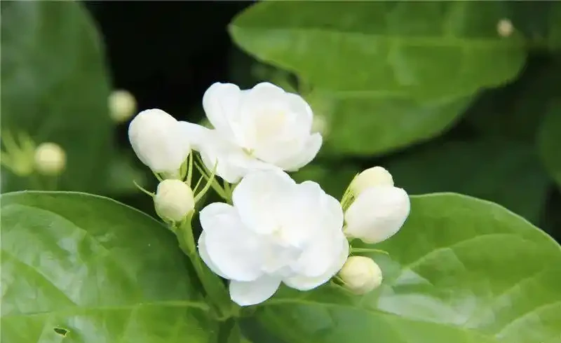 6 月陽臺盆栽:9 種 「曬不死」 花草清單,最後一種能開 100 天