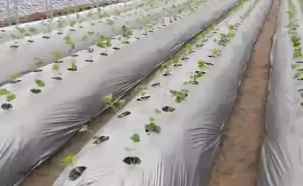 北方地植玫瑰怎麼過冬?變色玫瑰的種植yyif