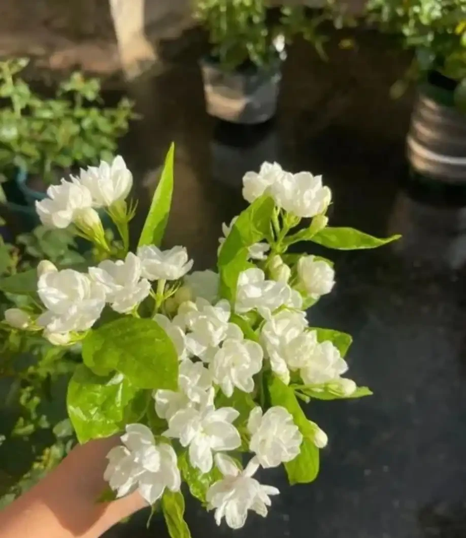 這8種花,開花期長到離譜!養好了,甚至一年四季都能開花!