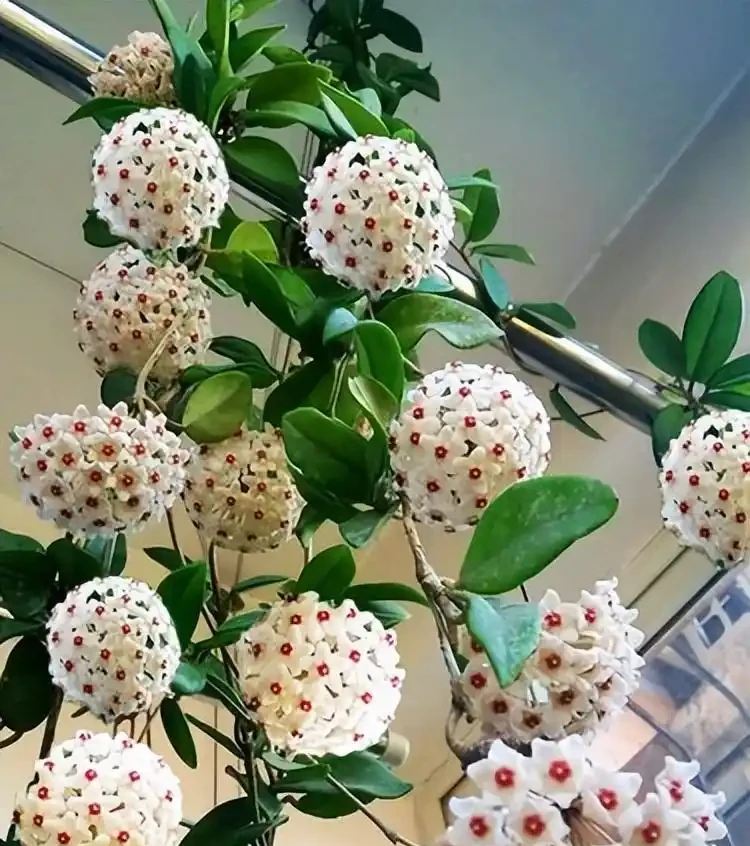 家裡採光不好,就養9種貴氣花,有點散光,就能花大如碗