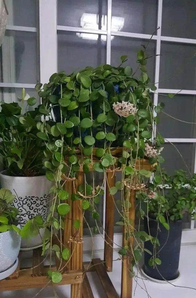 家裡採光不好,就養9種貴氣花,有點散光,就能花大如碗