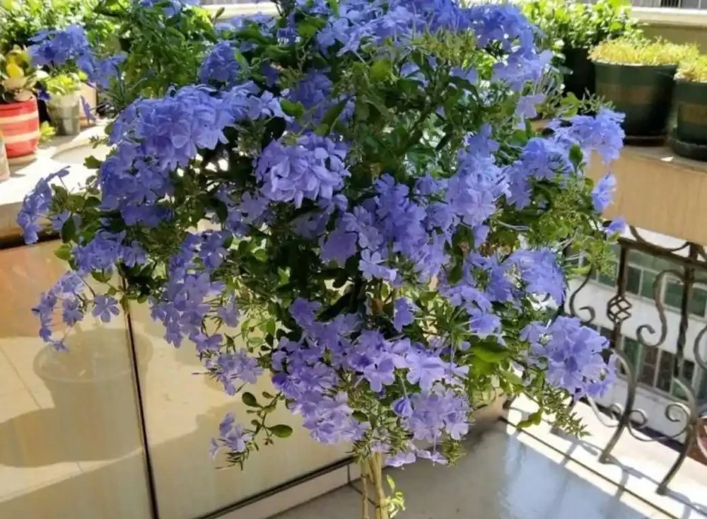 家裡採光不好,就養9種貴氣花,有點散光,就能花大如碗