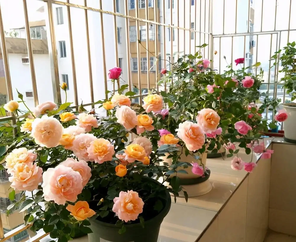 家裡採光不好,就養9種貴氣花,有點散光,就能花大如碗