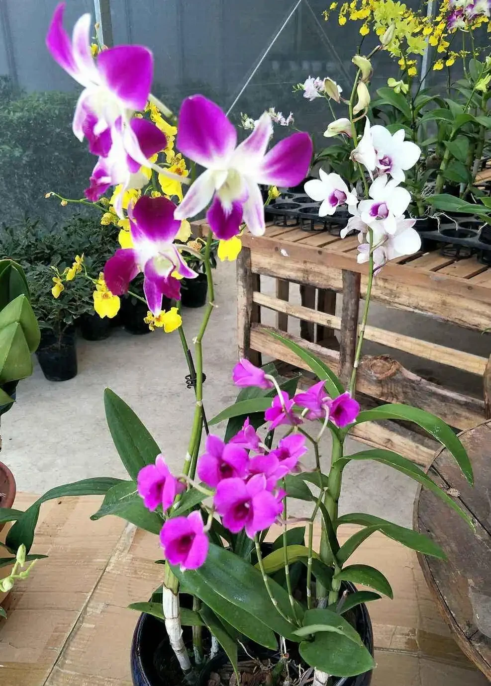 家裡採光不好,就養9種貴氣花,有點散光,就能花大如碗