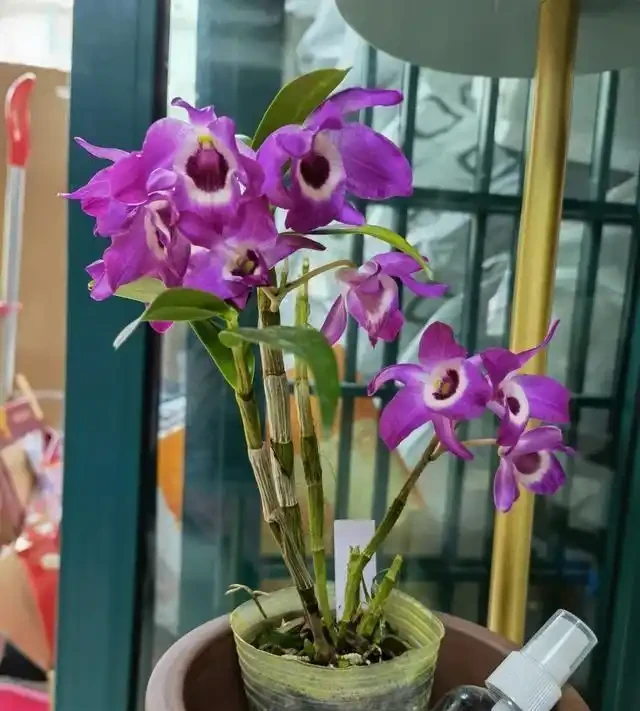 家裡採光不好，就養9種貴氣花，有點散光，就能花大如碗