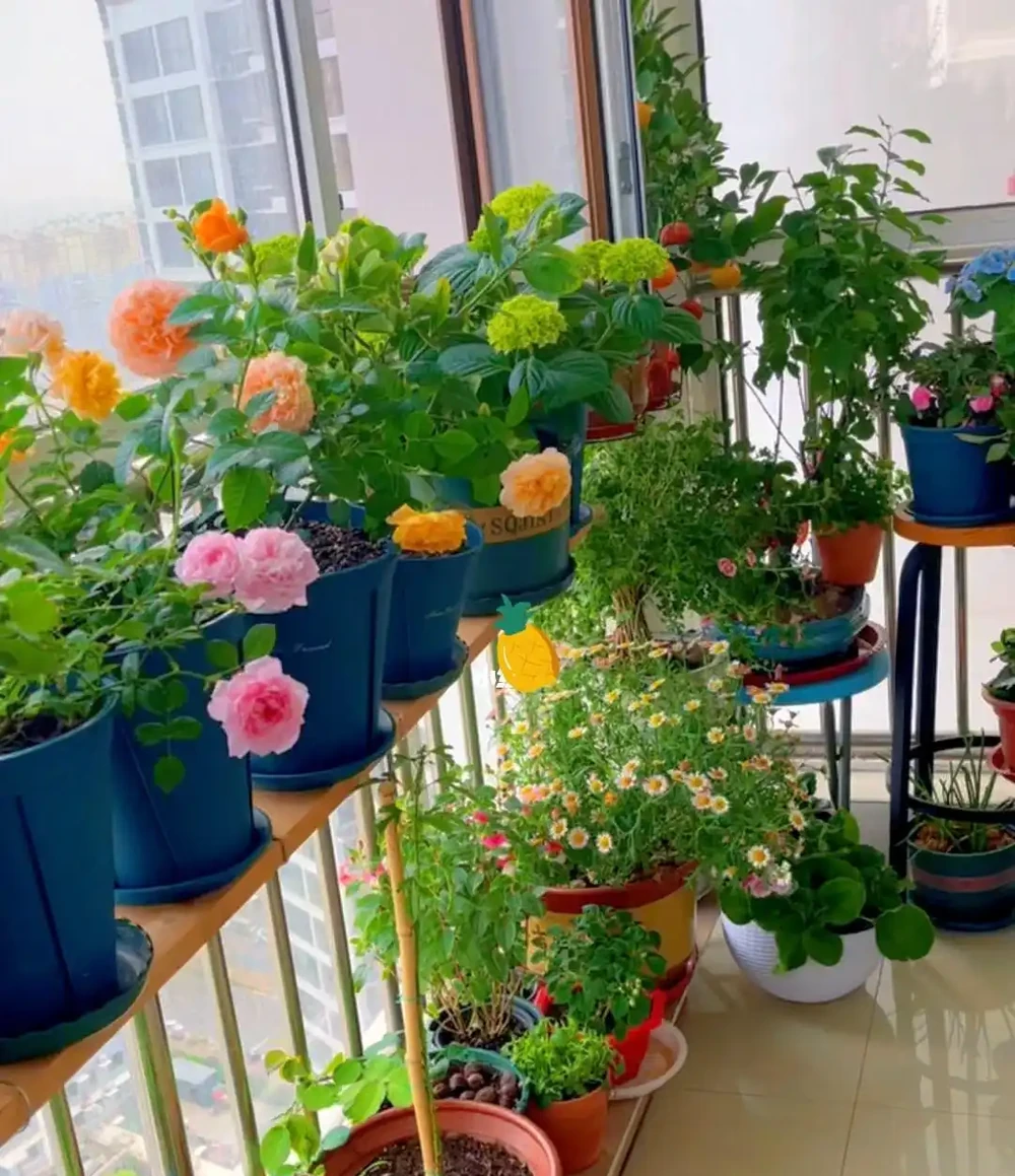 家裡採光不好,就養9種貴氣花,有點散光,就能花大如碗