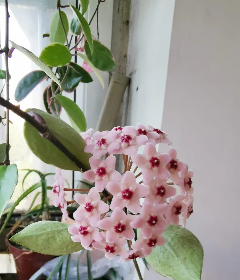 家裡採光不好,就養9種貴氣花,有點散光,就能花大如碗