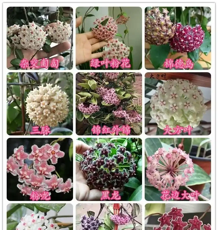 家裡採光不好,就養9種貴氣花,有點散光,就能花大如碗
