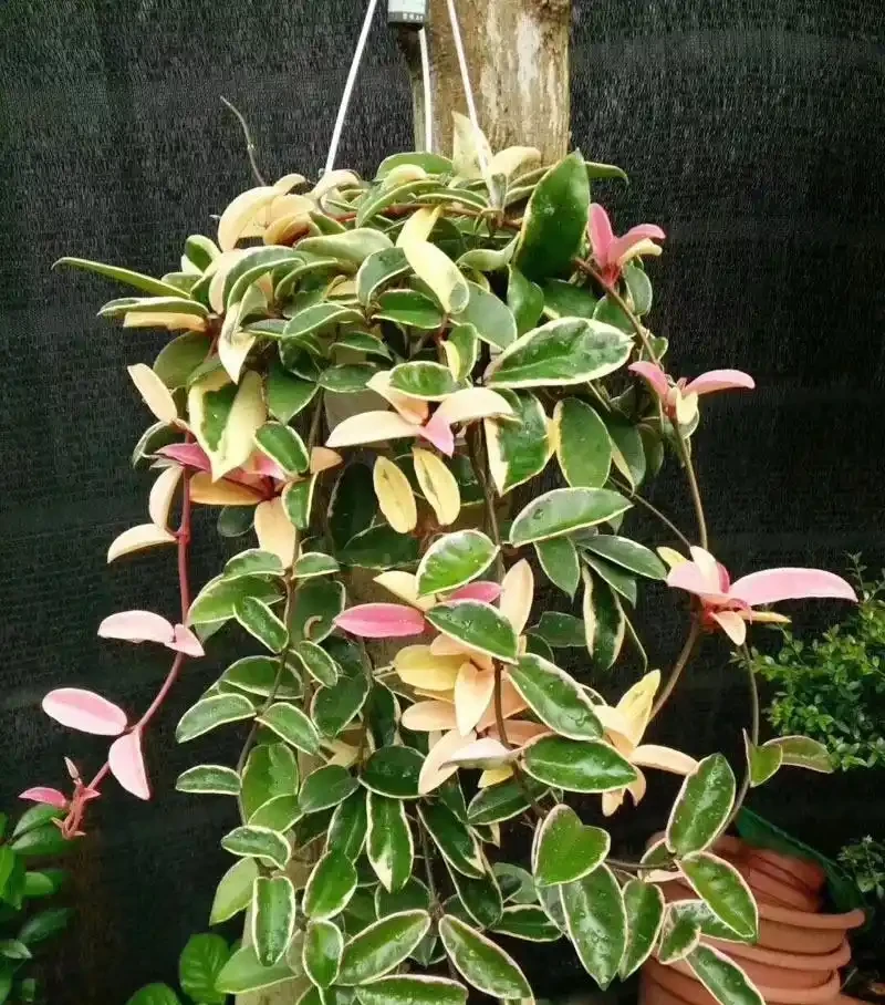 家裡採光不好,就養9種貴氣花,有點散光,就能花大如碗