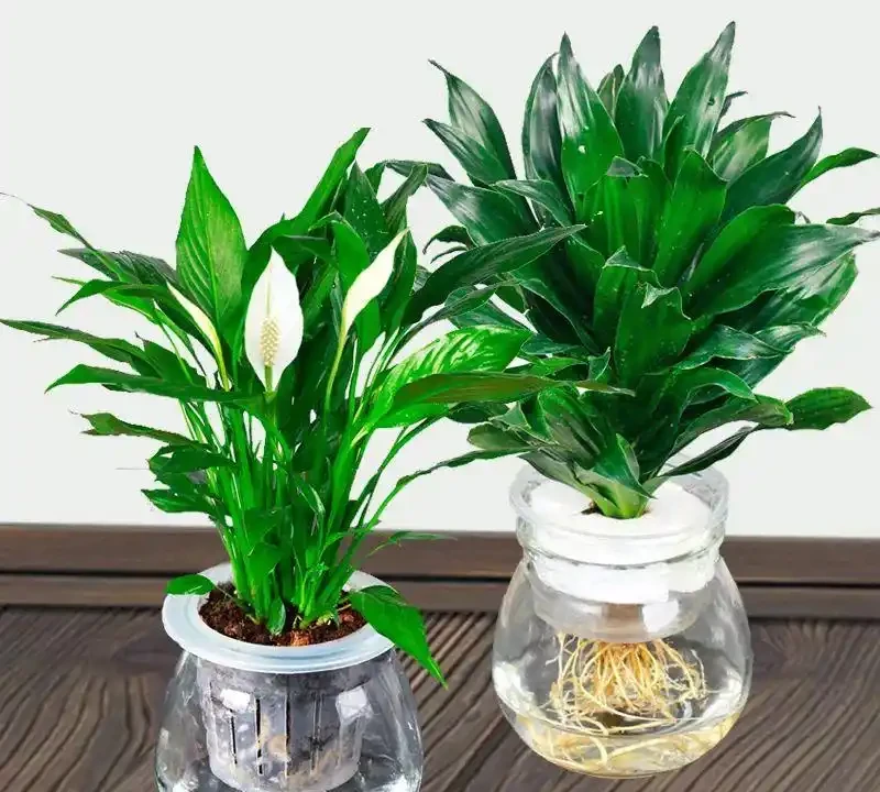 甲醛剋星大揭秘:這10種植物吊打黃金葛吊蘭,第一名你絕對想不到!
