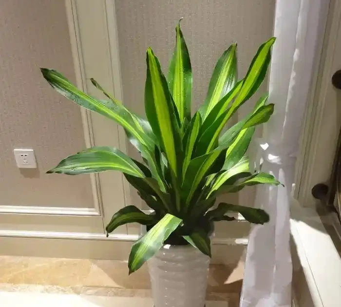 甲醛剋星大揭秘:這10種植物吊打黃金葛吊蘭,第一名你絕對想不到!
