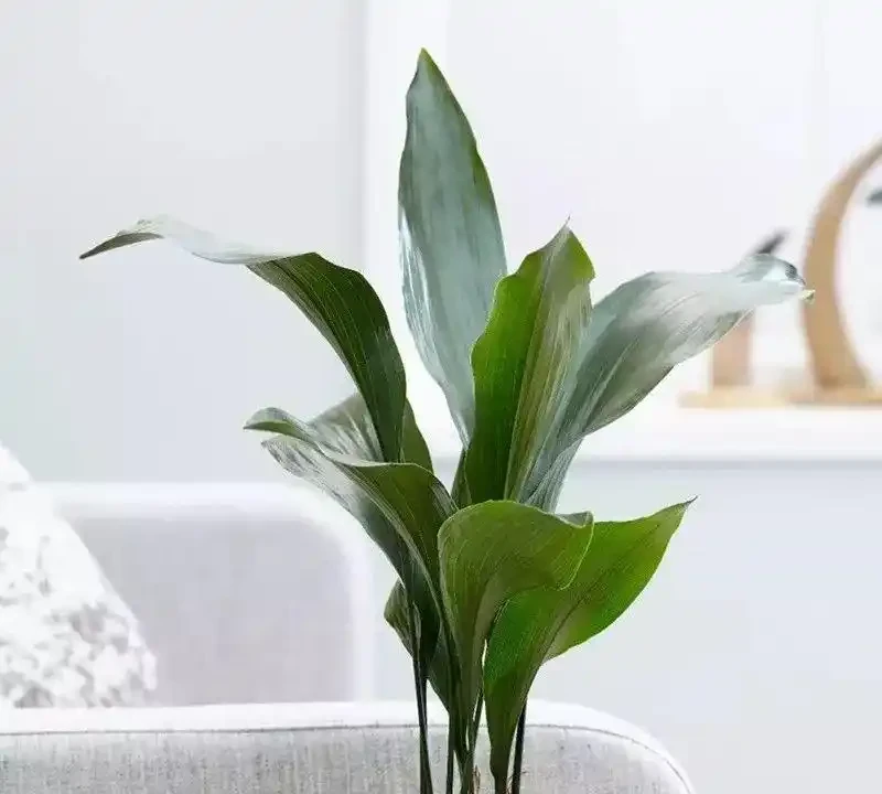 甲醛剋星大揭秘:這10種植物吊打黃金葛吊蘭,第一名你絕對想不到!
