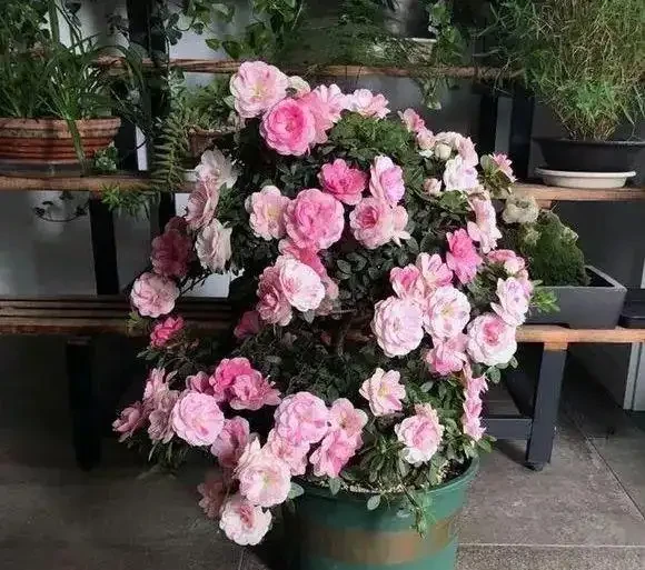 甲醛剋星大揭秘:這10種植物吊打黃金葛吊蘭,第一名你絕對想不到!