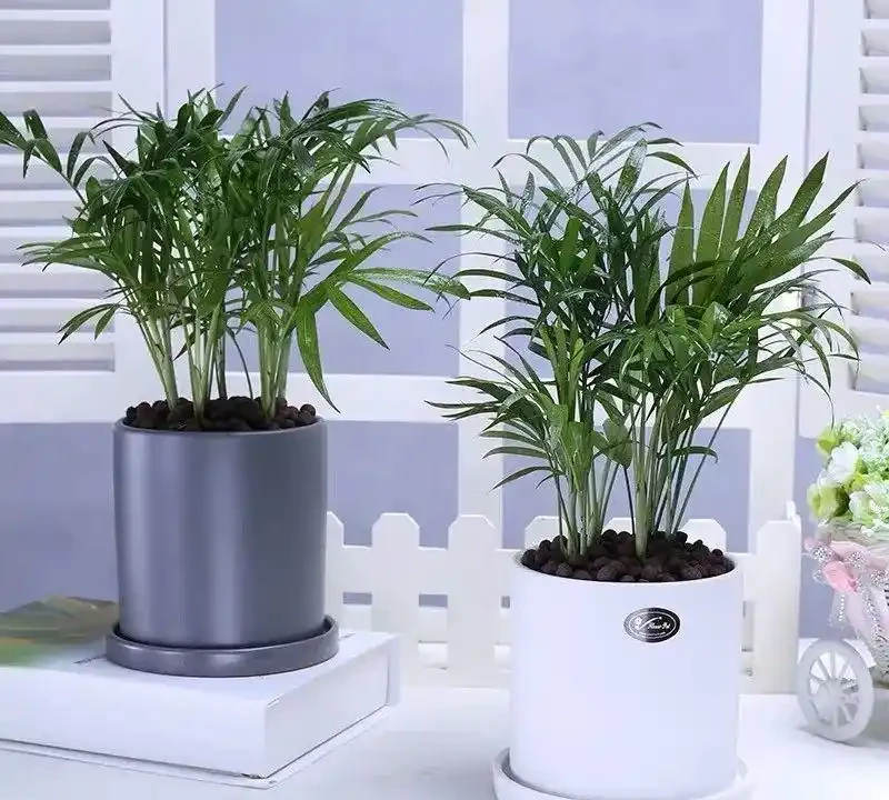 甲醛剋星大揭秘:這10種植物吊打黃金葛吊蘭,第一名你絕對想不到!