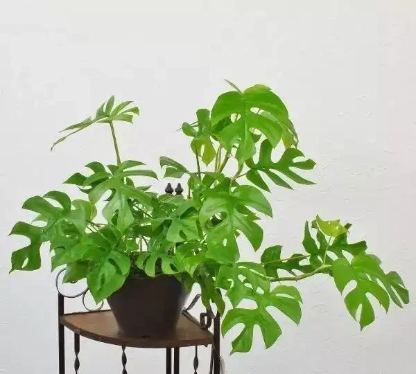 甲醛剋星大揭秘:這10種植物吊打黃金葛吊蘭,第一名你絕對想不到!