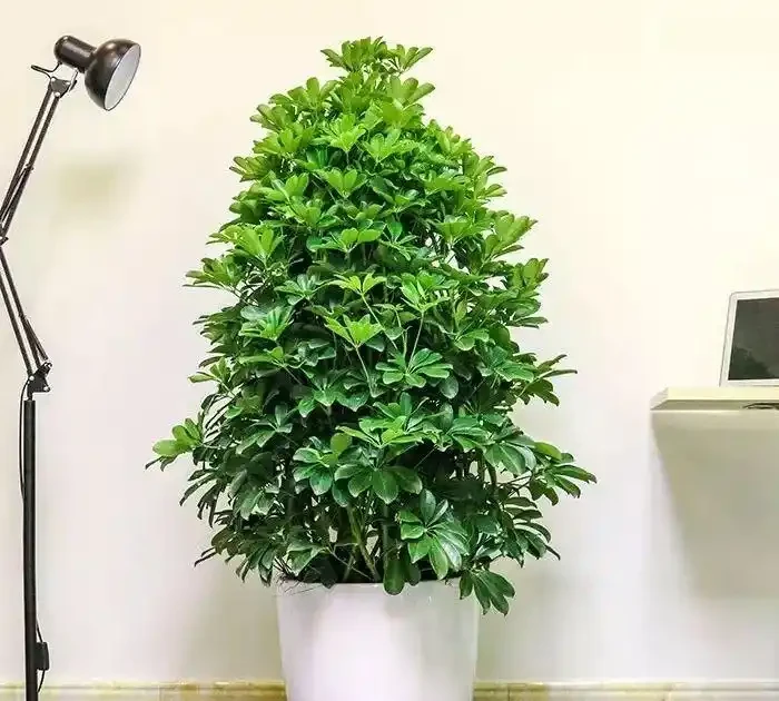 甲醛剋星大揭秘:這10種植物吊打黃金葛吊蘭,第一名你絕對想不到!
