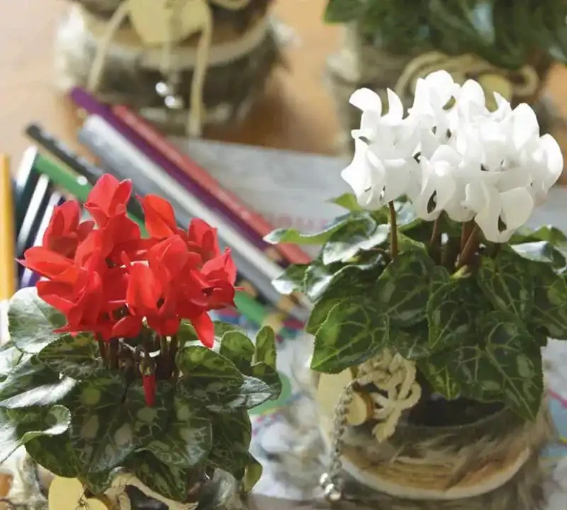 甲醛剋星大揭秘:這10種植物吊打黃金葛吊蘭,第一名你絕對想不到!