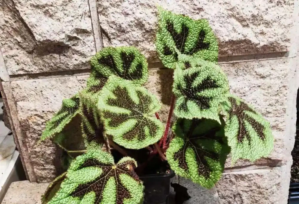 甲醛剋星大揭秘:這10種植物吊打黃金葛吊蘭,第一名你絕對想不到!