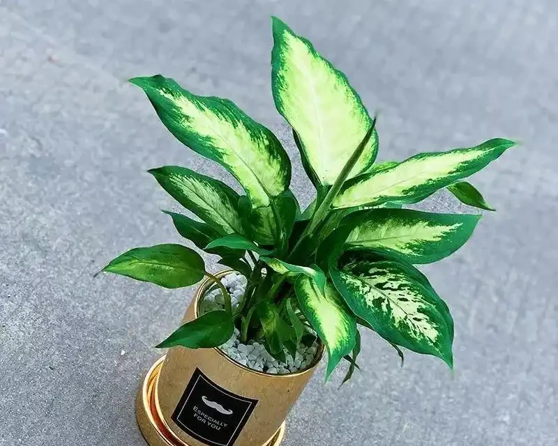 甲醛剋星大揭秘:這10種植物吊打黃金葛吊蘭,第一名你絕對想不到!