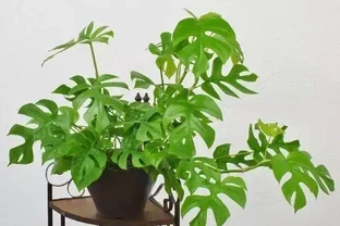甲醛剋星大揭秘：這10種植物吊打黃金葛吊蘭，第一名你絕對想不到！