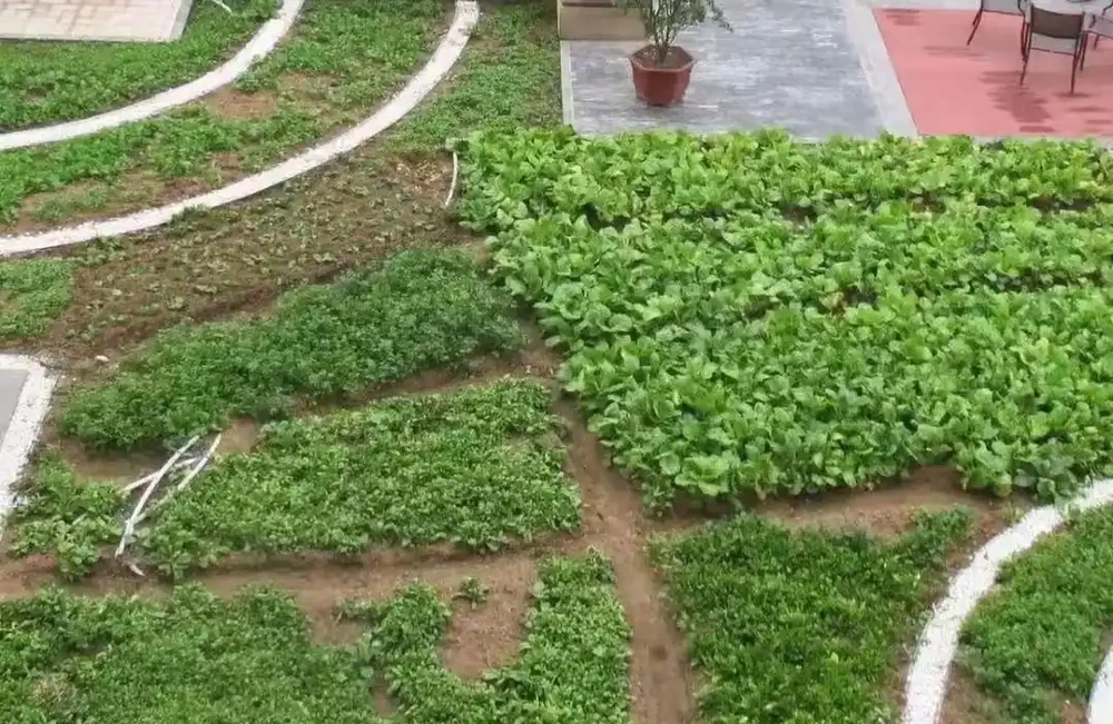 後悔沒早知道!複合肥料泡水澆菜,原來才是正確開啟方式!