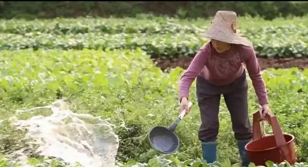 後悔沒早知道!複合肥料泡水澆菜,原來才是正確開啟方式!