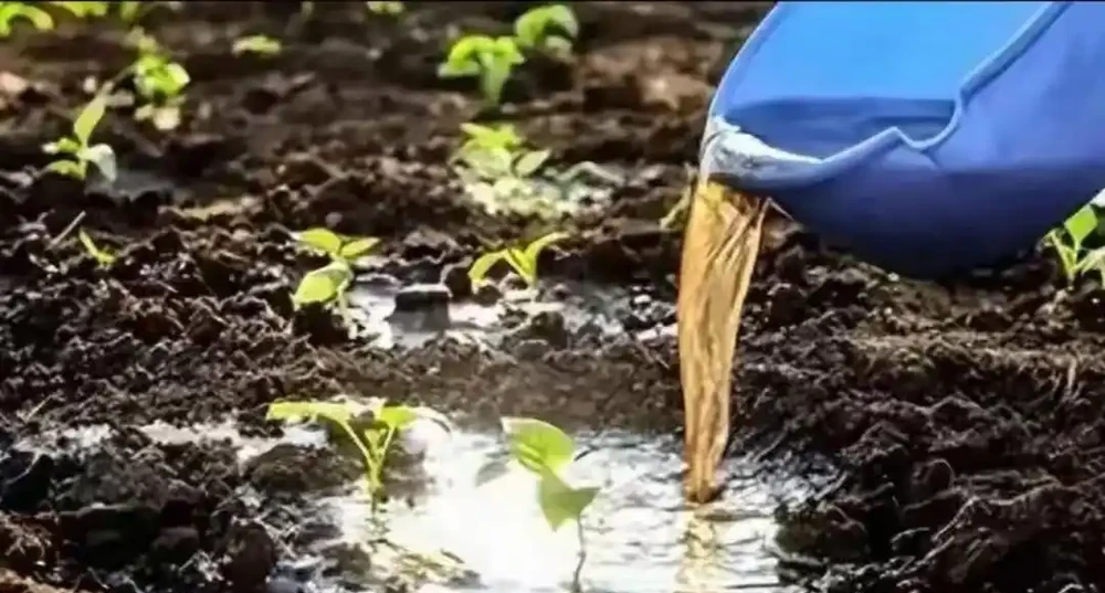 後悔沒早知道!複合肥料泡水澆菜,原來才是正確開啟方式!