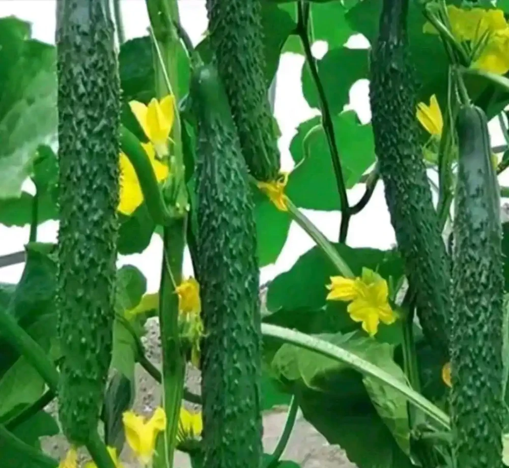 後悔沒早知道!複合肥料泡水澆菜,原來才是正確開啟方式!