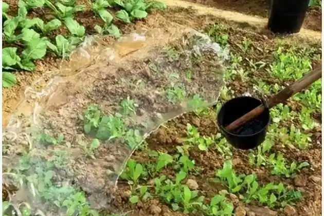 後悔沒早知道!複合肥料泡水澆菜,原來才是正確開啟方式!