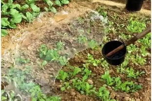 後悔沒早知道！複合肥料泡水澆菜，原來才是正確開啟方式！