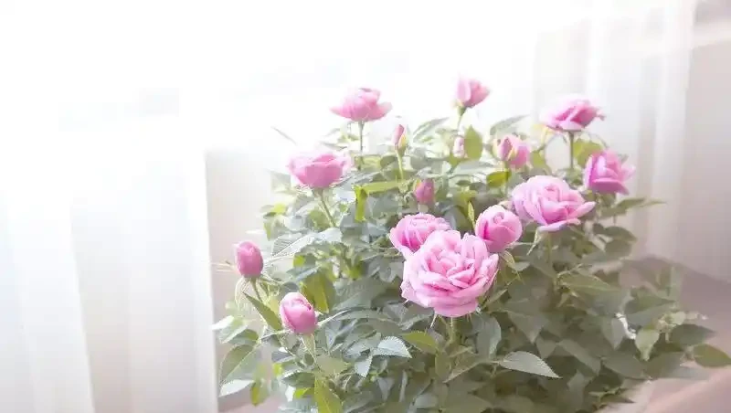 秋冬季節如何有效養護玫瑰,掌握這些技巧