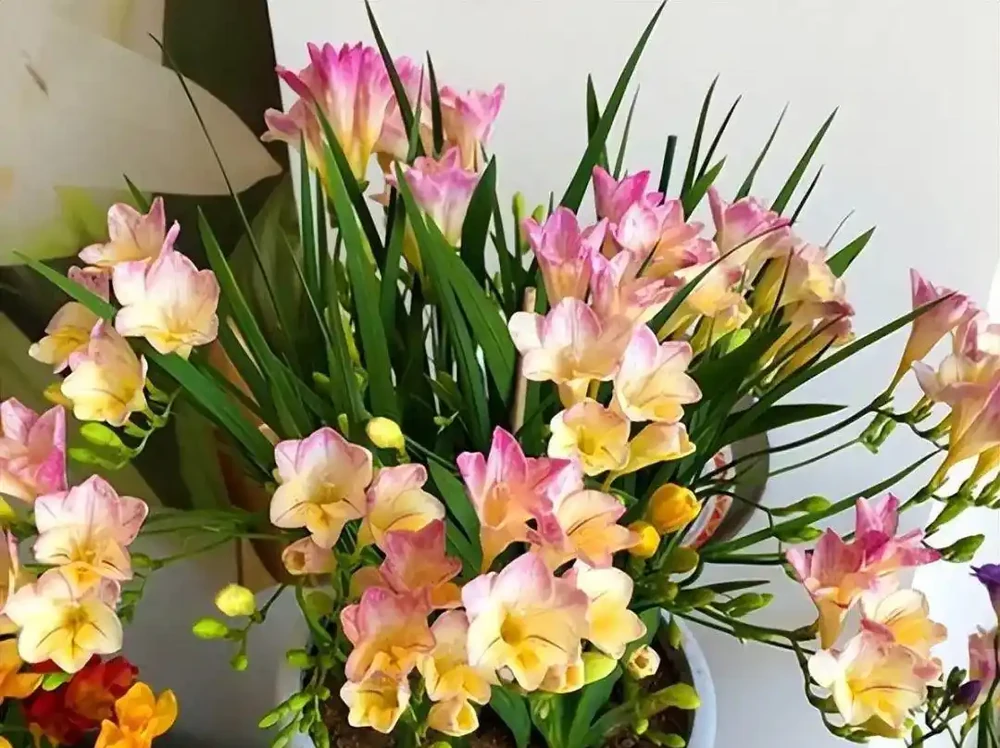 新手必看!這10種自帶香味的花,養一盆香半年!