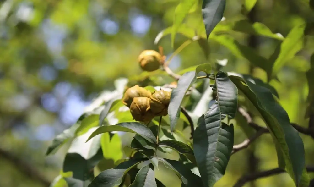 北方適合種植什麼果樹?選這10種皮實好養的,家庭盆栽都能種