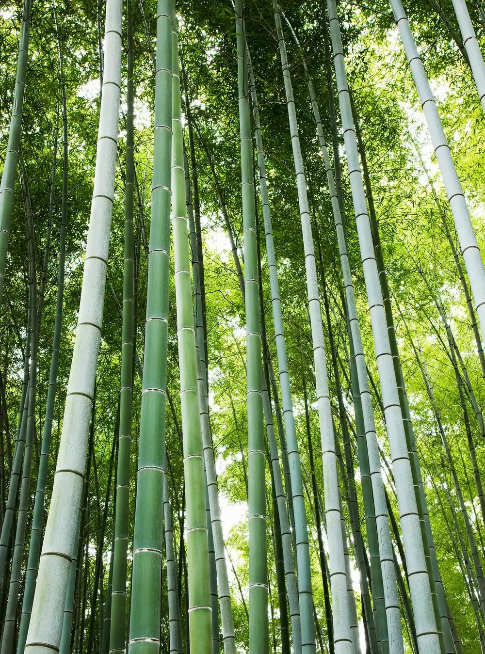竹子