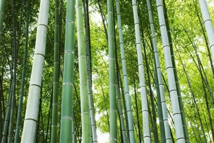 竹葉變黃別慌張！找準原因，對症下藥救綠意