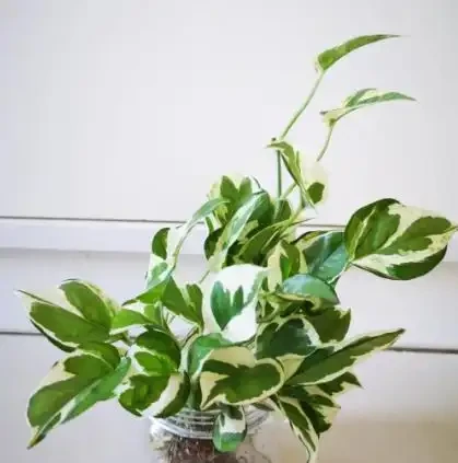 水養黃金葛,是明智之選還是誤區?