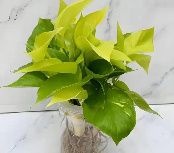 黃金葛適不適合水養，葉子越養越黃？老花農3招，煥發生機！