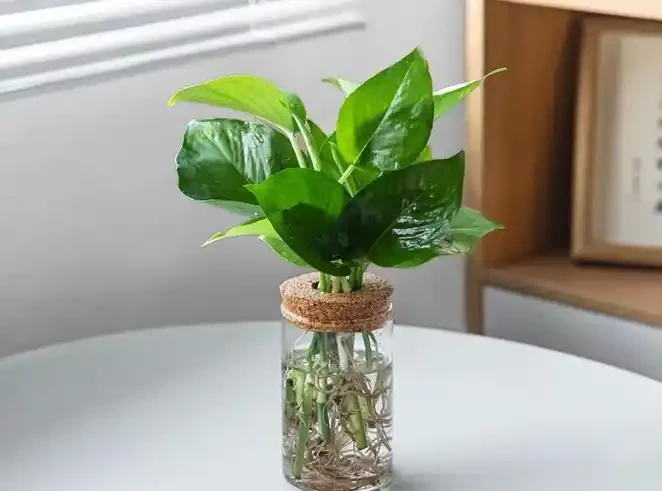 黃金葛適不適合水養，葉子越養越黃？老花農3招，煥發生機！