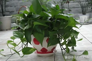 黃金葛適不適合水養，葉子越養越黃？老花農3招，煥發生機！