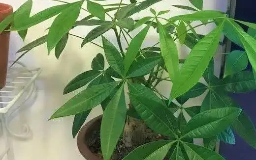 淘米水澆花反害花蔫？3個步驟用對，花開滿盆！
