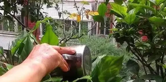 淘米水澆花反害花蔫？3個步驟用對，花開滿盆！