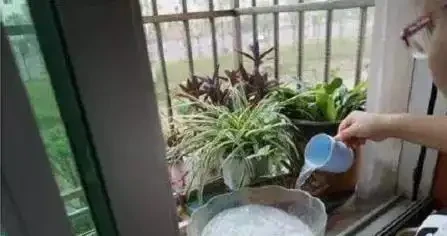 淘米水澆花反害花蔫？3個步驟用對，花開滿盆！