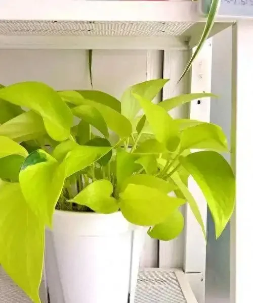黃金葛適不適合水養?我來告訴你
