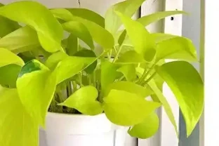 黃金葛適不適合水養？我來告訴你
