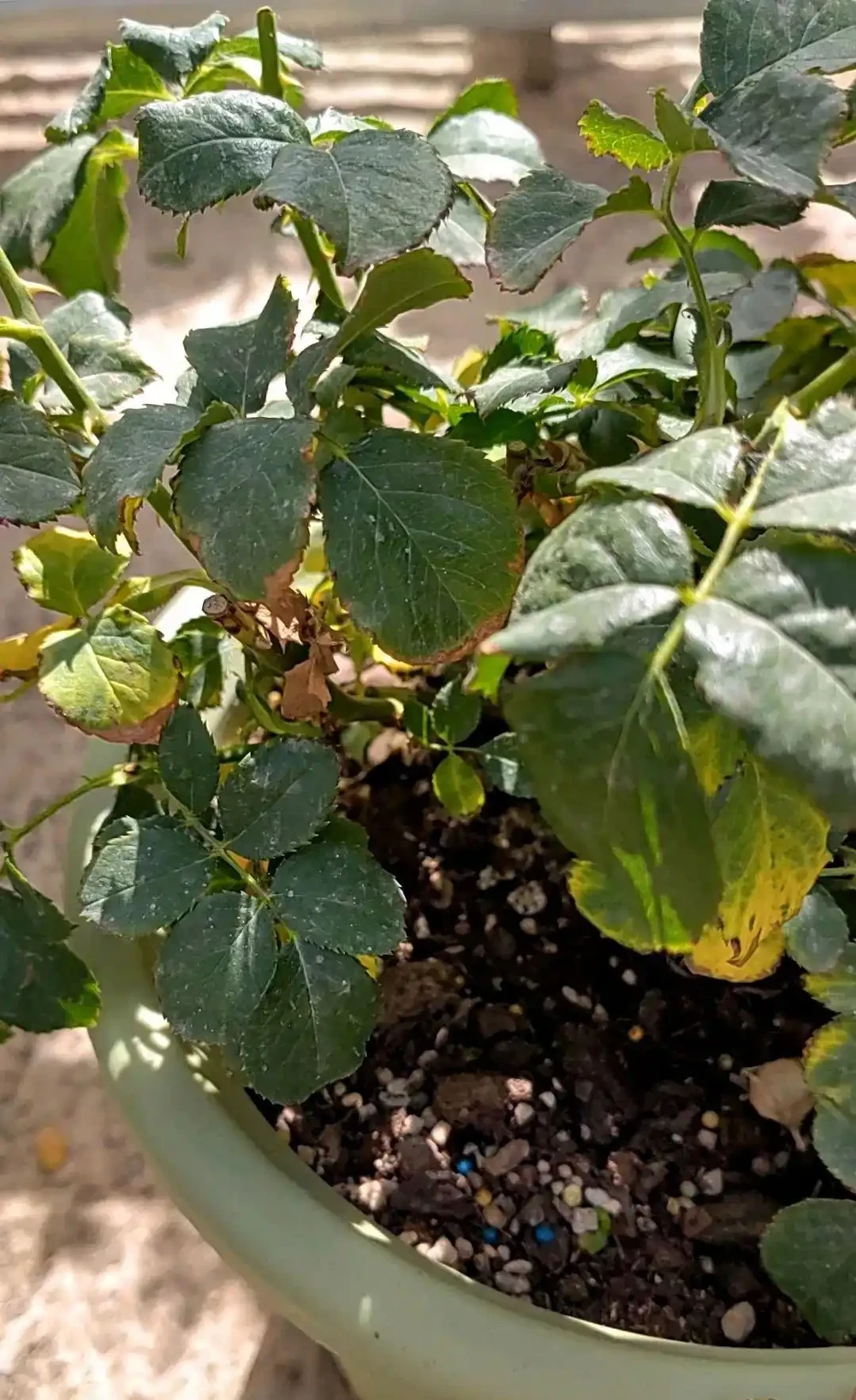 初學養花,植物6個「求救」訊號,要及時處理,晚了只剩下空盆
