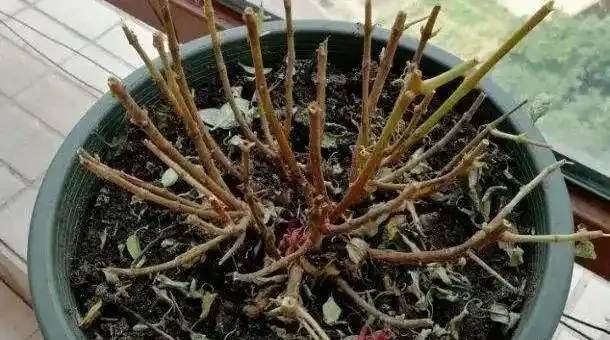 初學養花,植物6個「求救」訊號,要及時處理,晚了只剩下空盆
