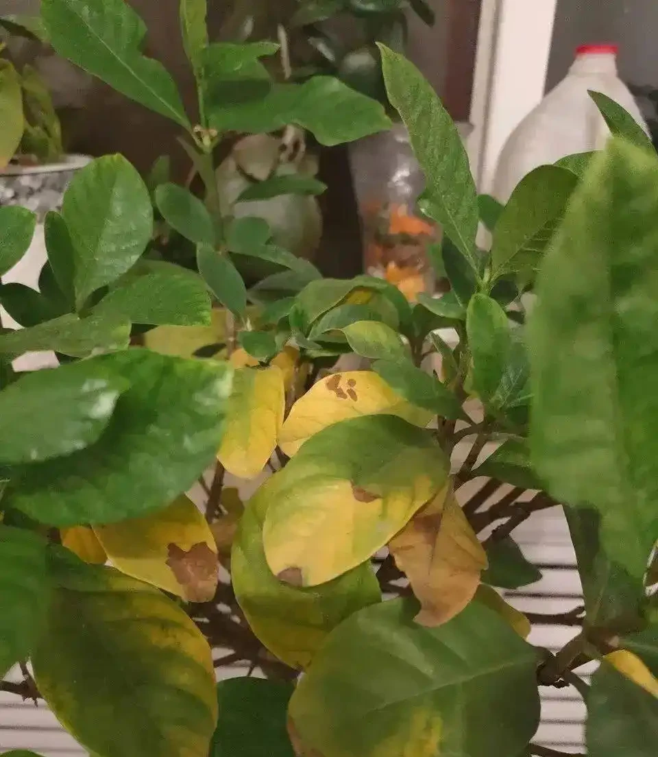 初學養花,植物6個「求救」訊號,要及時處理,晚了只剩下空盆