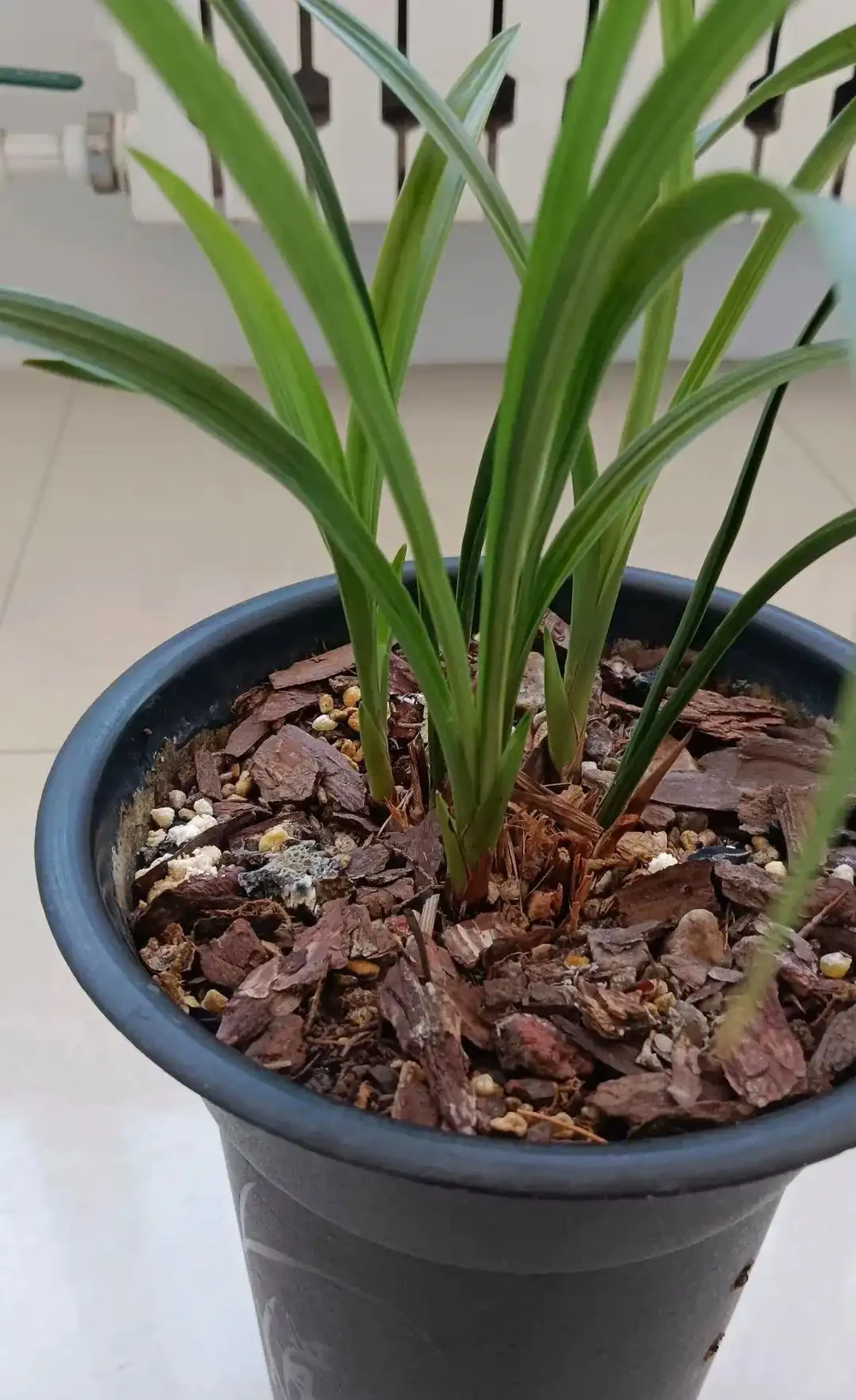 初學養花,植物6個「求救」訊號,要及時處理,晚了只剩下空盆